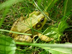 Frog 03