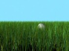 Golf Ball In Grass