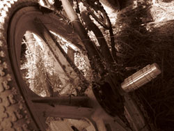Forgotten Bike