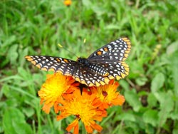 Butterfly 01