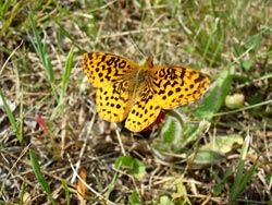Butterfly 02