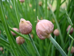 Close-up Flower 02