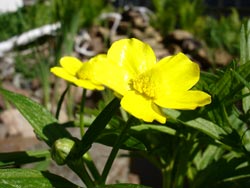 Close-up Flower 04