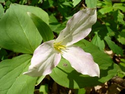 Close-up Flower 06