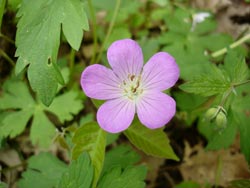Close-up Flower 08