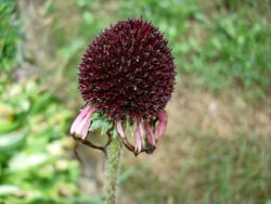 Close-up Flower 13