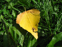 Leaf