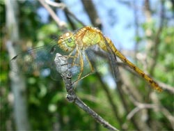 Dragonfly 01