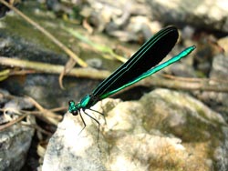 Dragonfly 02