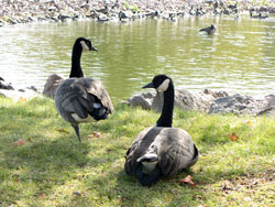 Ducks