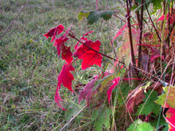 Fall Colors
