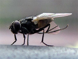 House Fly