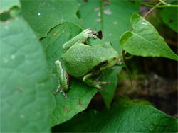 Frog 01