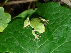 Frog 04