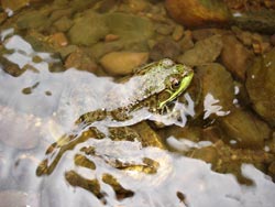 Frog 02