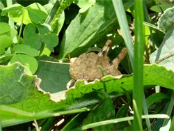 Grasshopper 01
