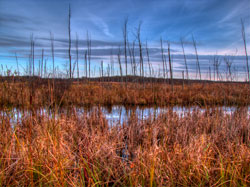 Marsh Wildlife Trail
