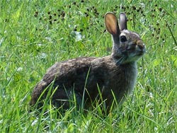 Rabbit 02