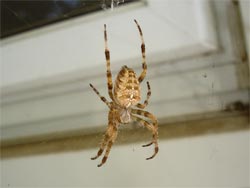 Spider 01