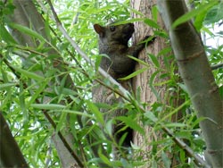 Squirrel 01