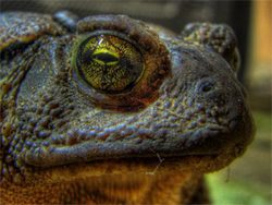 Close-up Toad's Eye